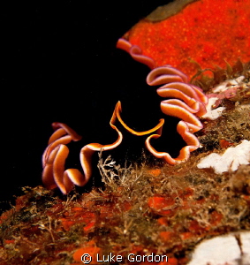 Undescribed Pseudoceros sp. by Luke Gordon 
